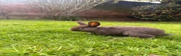 Mixed Breed rabbits for sale: Baby Bunnies! (Ready to Go Home!) - Advert 3