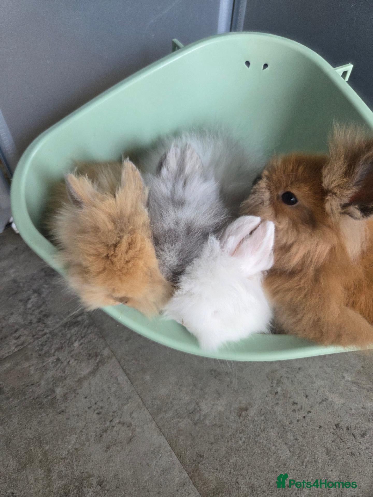 Lionhead rabbits Fluffy lionhead rabbits  - Advert 1