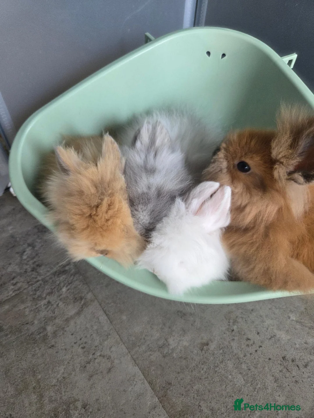 Lionhead rabbits for sale: Fluffy lionhead rabbits  - Advert 1