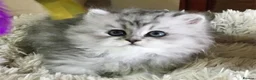 Persian cats for sale: Lovely persian kittens in Burton-on-Trent - Advert 12