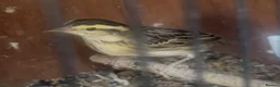 Mixed Breed birds for sale: Baby, tame, breeding birds clearance - Advert 7