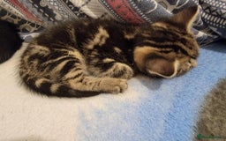 Mixed Breed cats for sale: Beautiful kittens for sale - Advert 16
