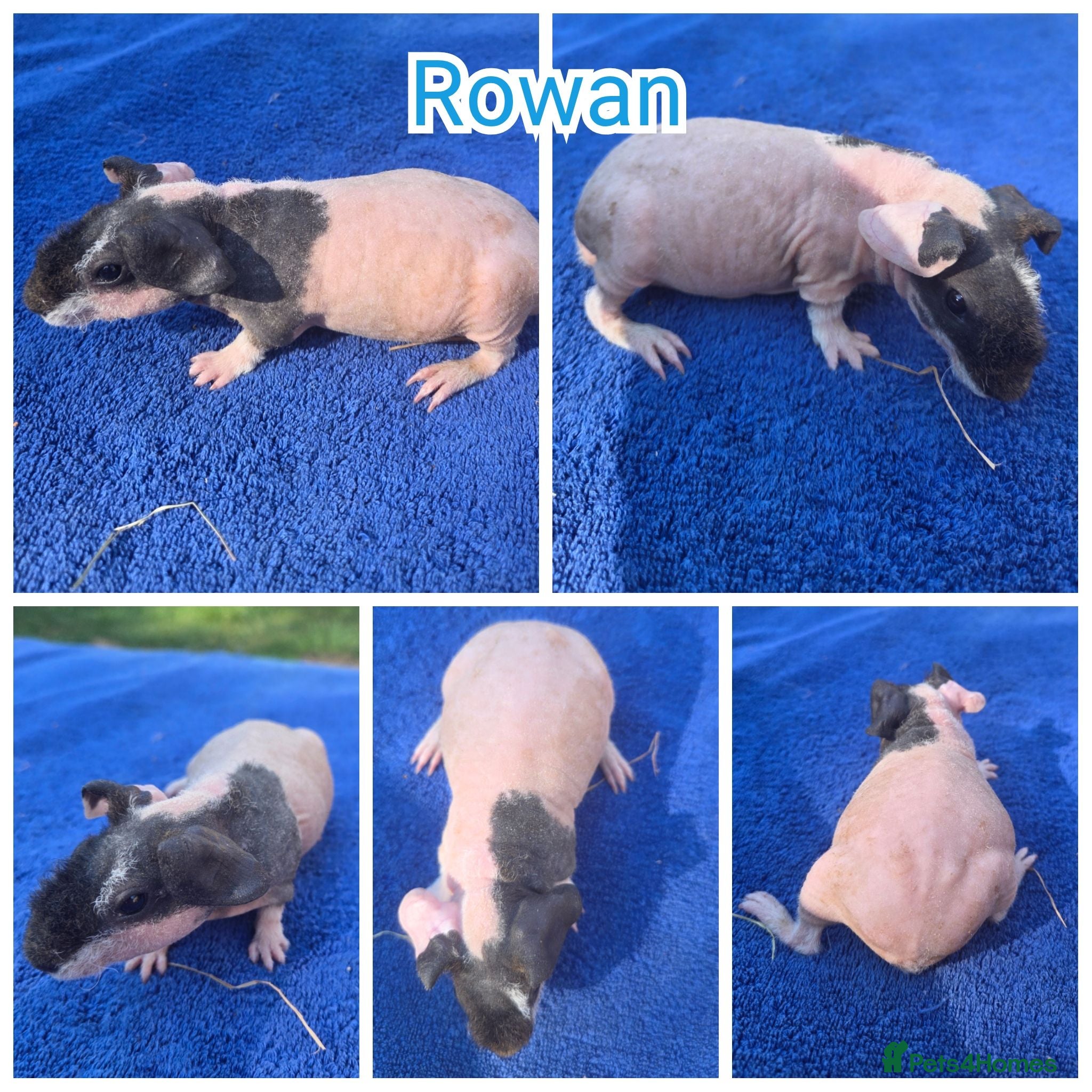 Guinea Pig rodents Baby Skinny Boy Guinea Pig - Advert 16