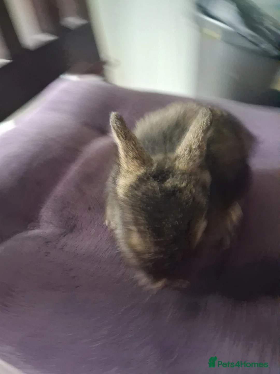 Lionhead rabbits for sale: 🐰 Beautiful Lionhead Rabbits for Sale 🐰 - Advert 2