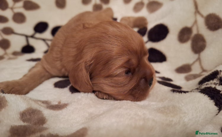 Cavalier King Charles Spaniel dogs - Advert 1