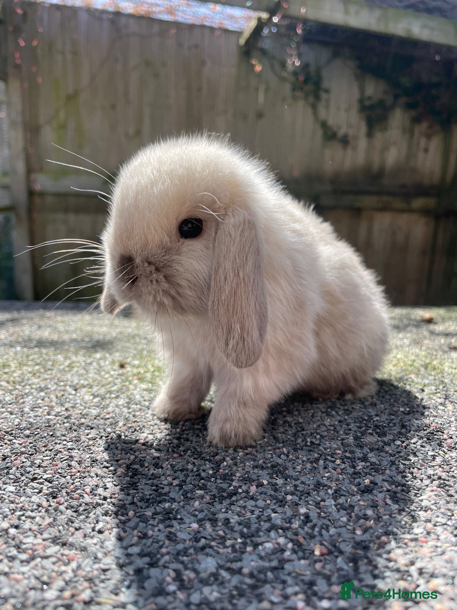 Mini Lop rabbits Gorgeous mini lop boy looking for his forever home - Advert 2