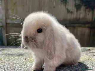 Mini Lop rabbits Gorgeous mini lop boy looking for his forever home - Advert 2