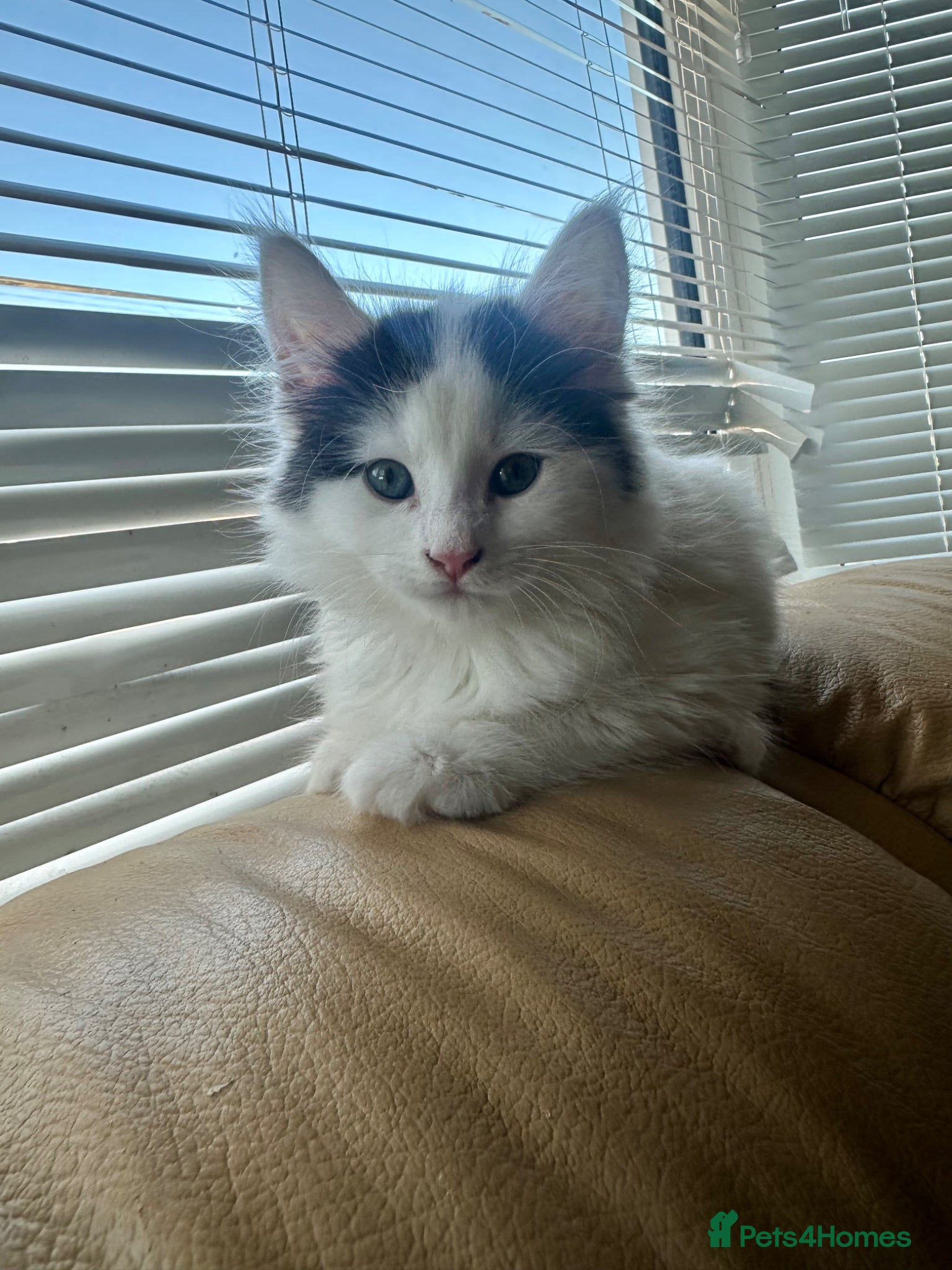 Maine Coon cats Maine coon mix kitten - Advert 3