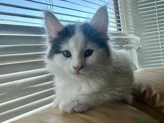 Maine Coon cats Maine coon mix kitten - Advert 3