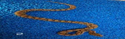 Boa Snake reptiles for sale: Colombian Rainbow Boa morphs  - Advert 17