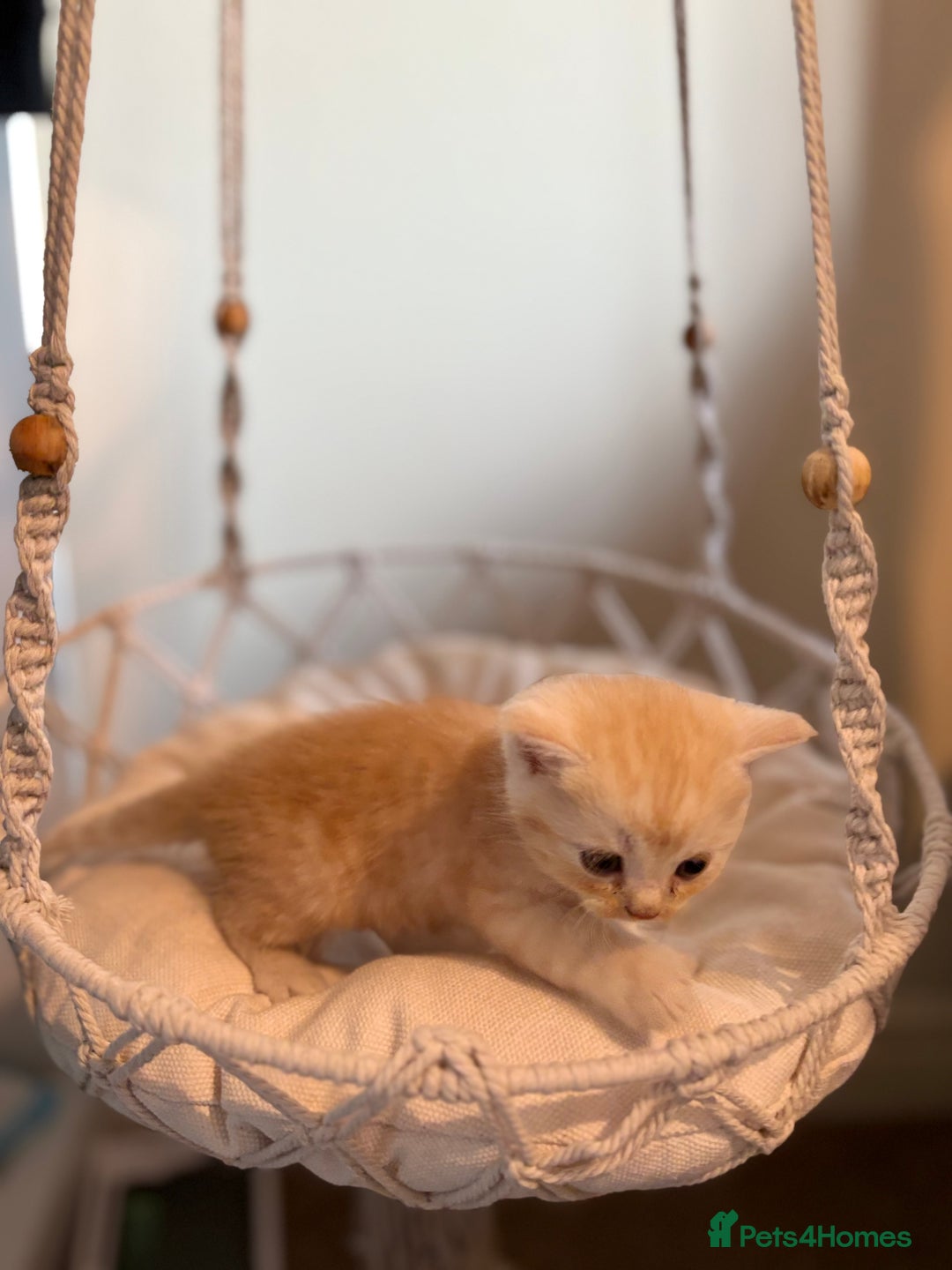 Persian cats for sale: Exotic Persians - Image 13