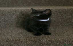 Russian Blue cats for sale: Beautiful Russian Blue x kittens READY NOW - Image 13