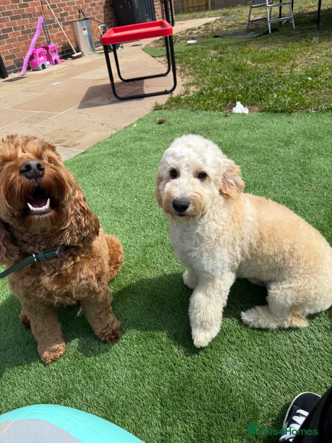 Cockapoo dogs for sale: 5 yr old Cockapoo & 1 year old Cockapoo - Image 6