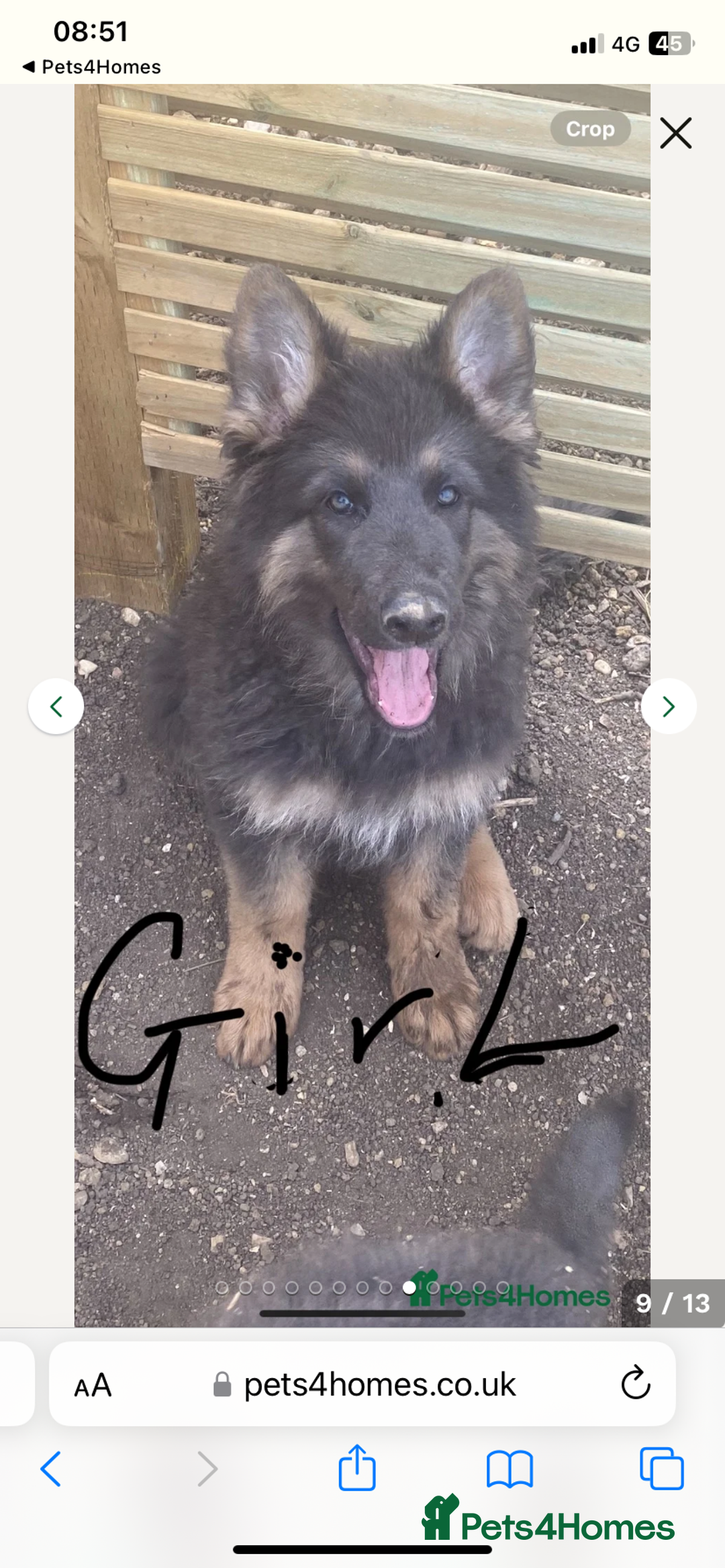German Shepherd dogs for sale: Blue German Shepherds  - Image 7