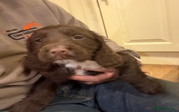 Sprocker dogs for sale: Sprocker puppies  - Image 7