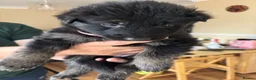 German Shepherd dogs for sale: German shepherd puppies - Advert 12