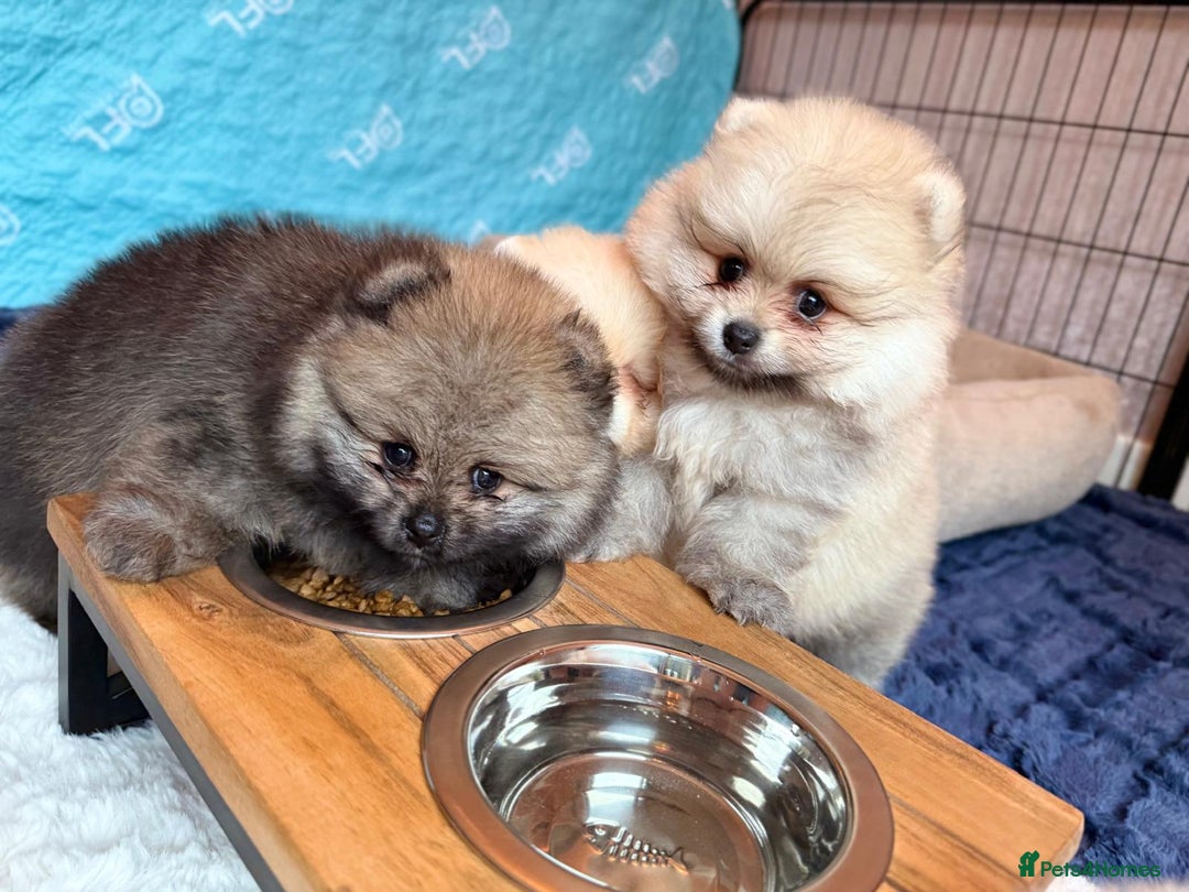 Pomeranian dogs for sale: Teddy Face Pomeranian Champion European Bloodline  - Image 17