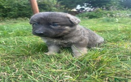 German Shepherd dogs for sale: German Shepherd Puppies  - Image 9
