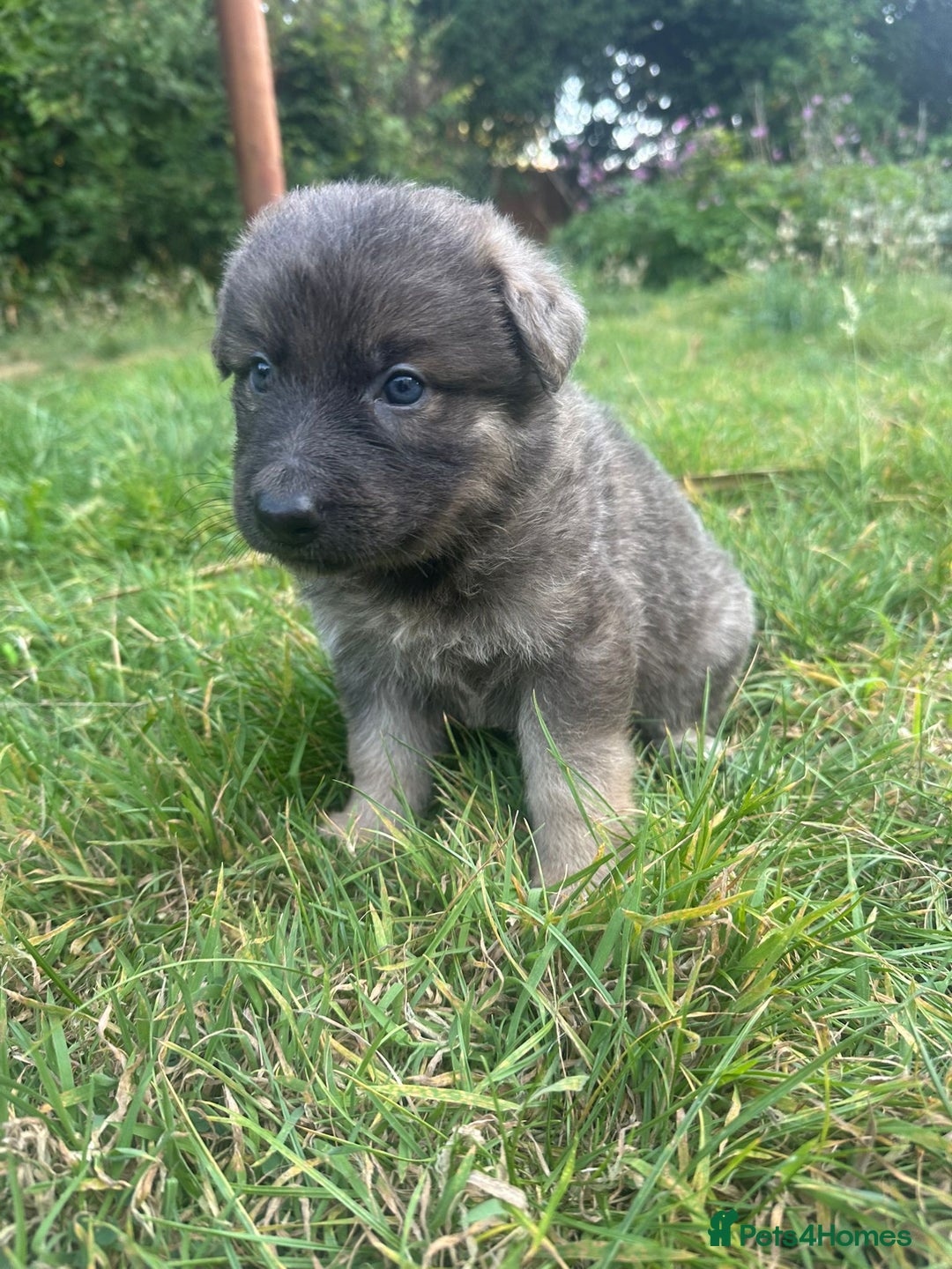 German Shepherd dogs for sale: German Shepherd Puppies  - Image 9