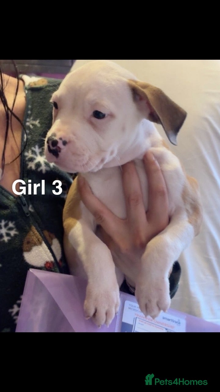 American Bulldog dogs American bulldog puppies  - Advert 4