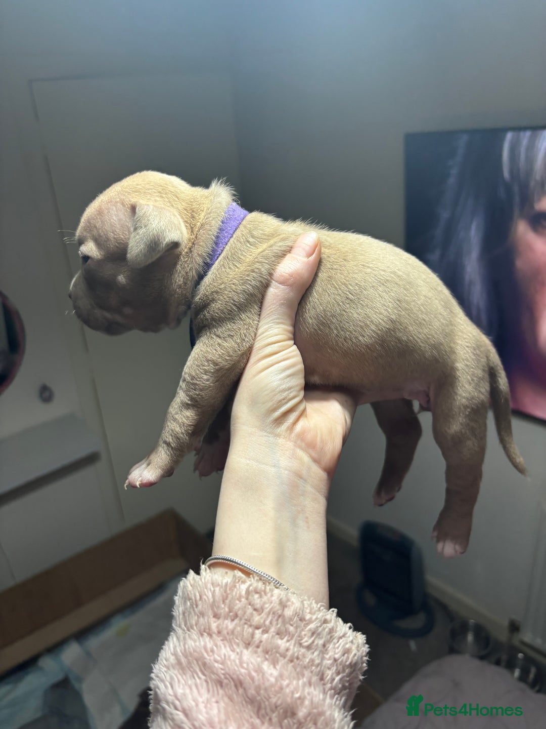 American Bully dogs for sale: Pocket Bully Puppies - Advert 24