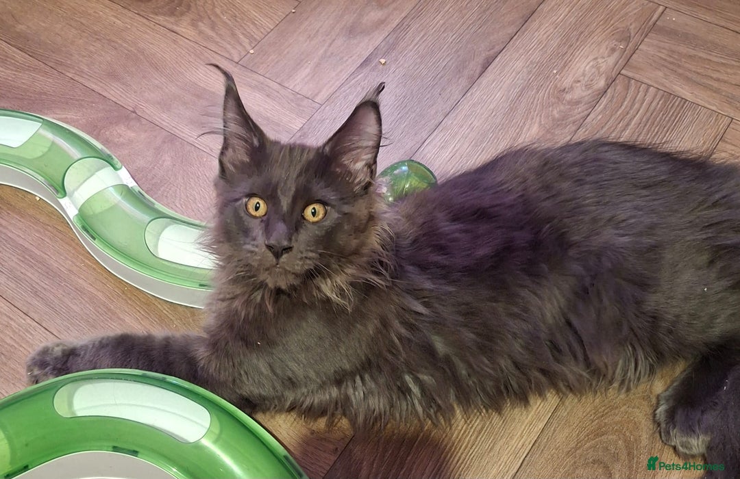 Maine Coon cats for sale: Stunning litter of Maine Coons - ready now! - Image 5