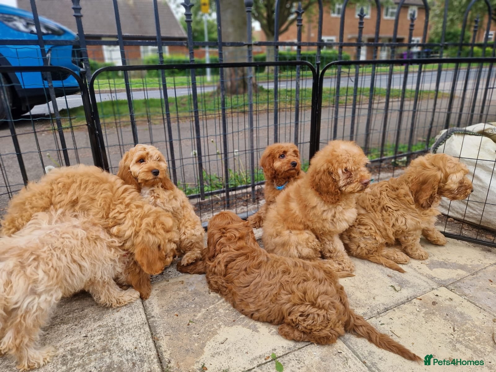 Cavapoo dogs Gorgeous cavapoos ready for their forever homes - Advert 12