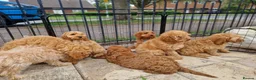 Cavapoo dogs for sale: Gorgeous cavapoos ready for their forever homes in Baldock - Advert 4