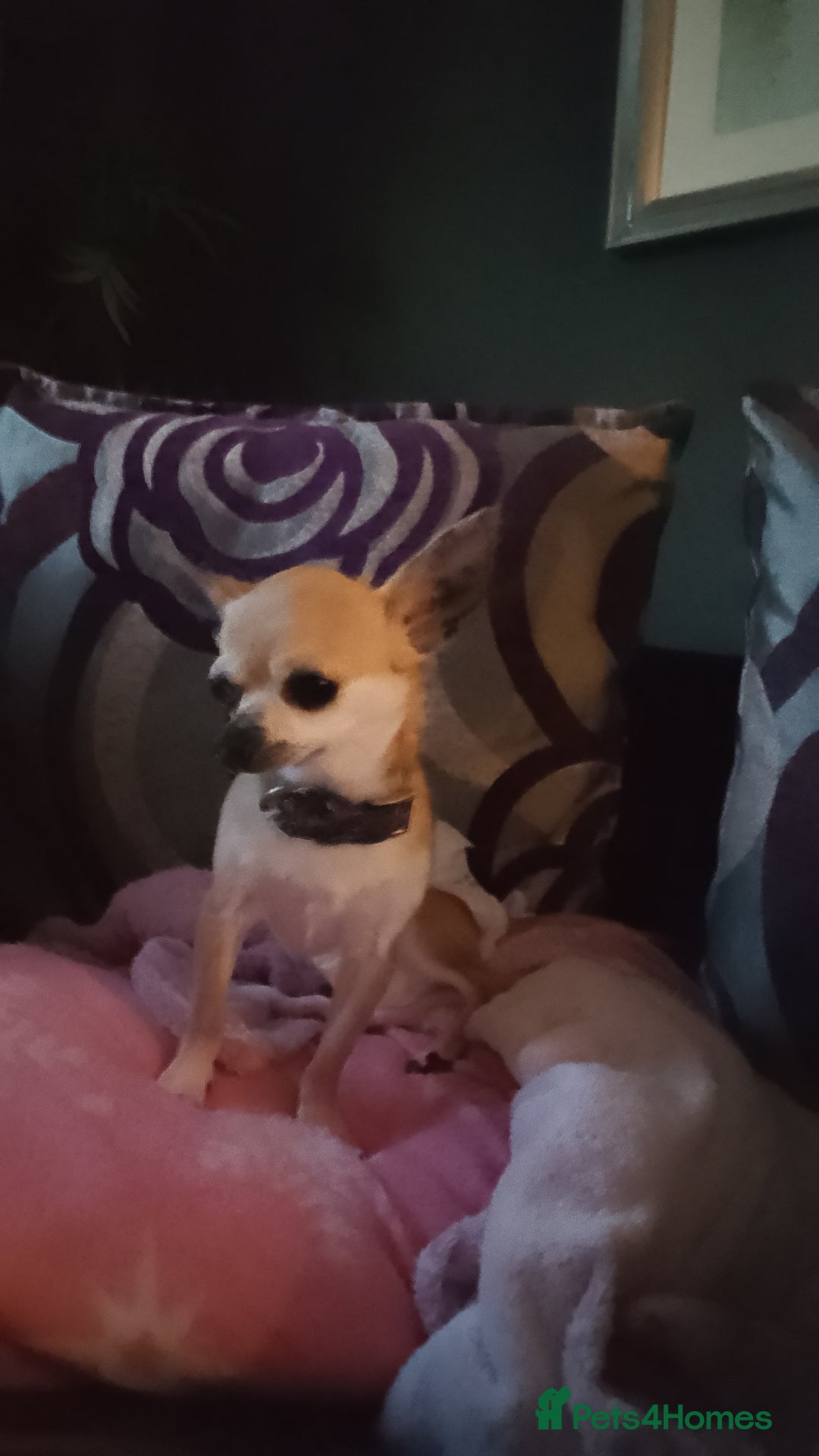 Chihuahua dogs for stud: Chihuahua for Stud - Image 4