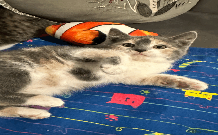 Mixed Breed cats - Advert 1