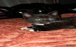 Mixed Breed cats for sale: Last female ready Wednesday - Image 6