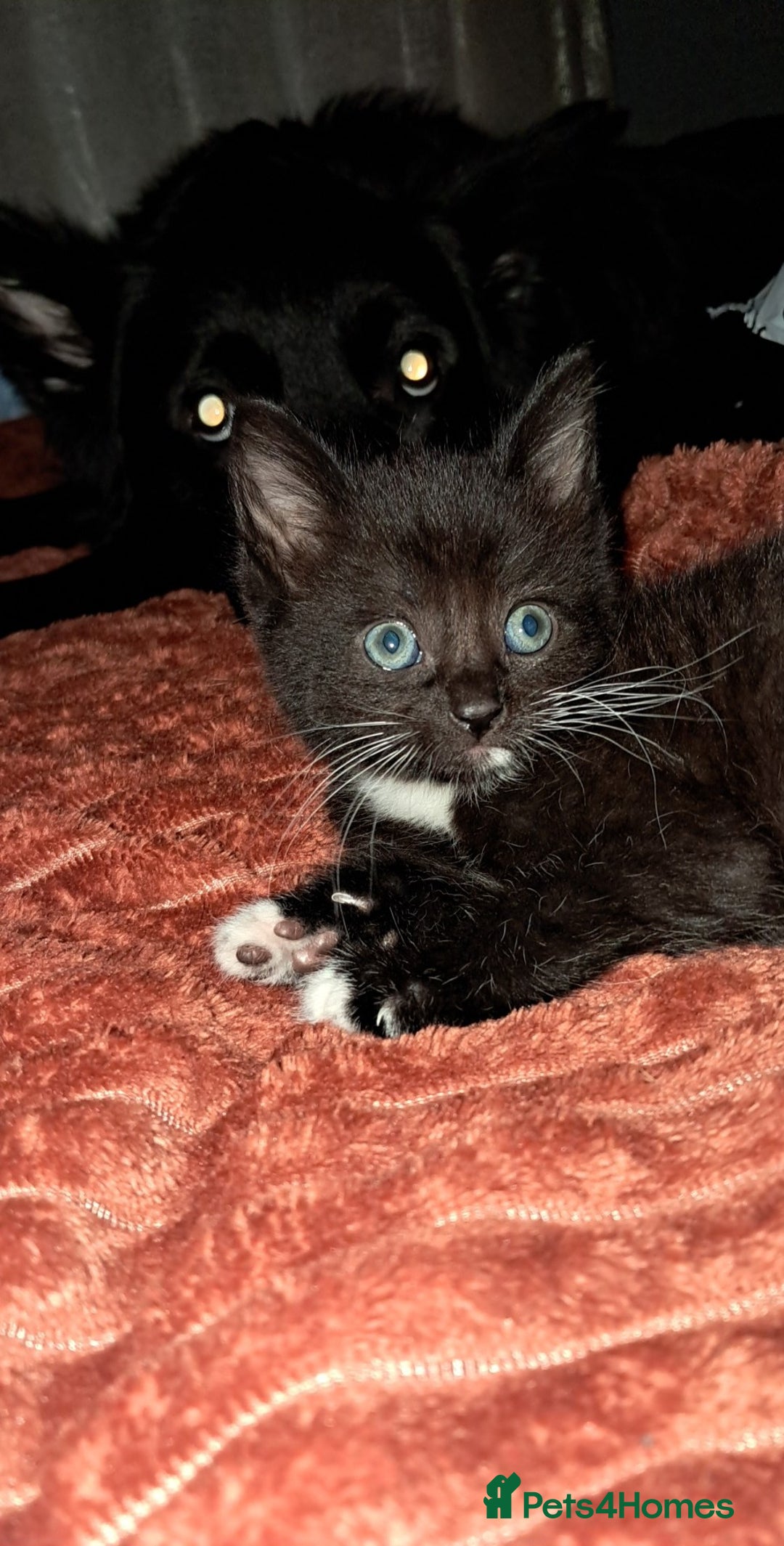 Mixed Breed cats for sale: Last female ready Wednesday - Image 6