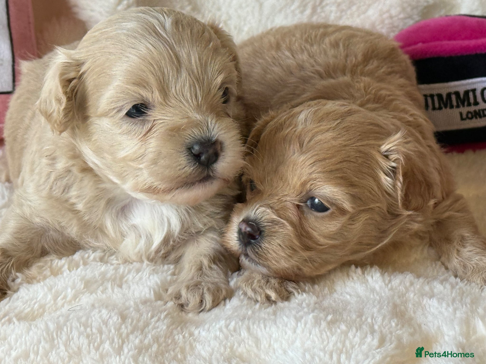 Maltipoo dogs Gorgeous Teddy Bear F1 Maltipoo  - Advert 2