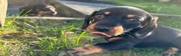 Miniature Dachshund dogs for sale: Last Three Miniature Dachshund Puppies - Advert 3
