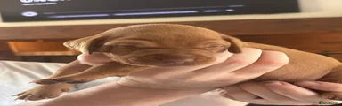 Hungarian Vizsla 2