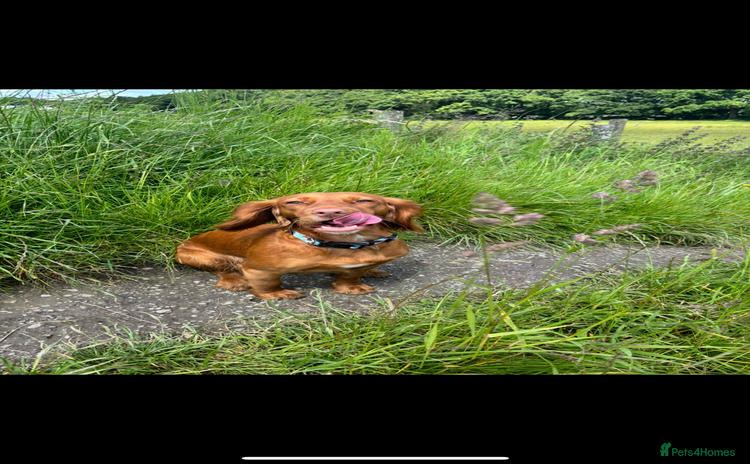 Cocker Spaniel dogs - Advert 1