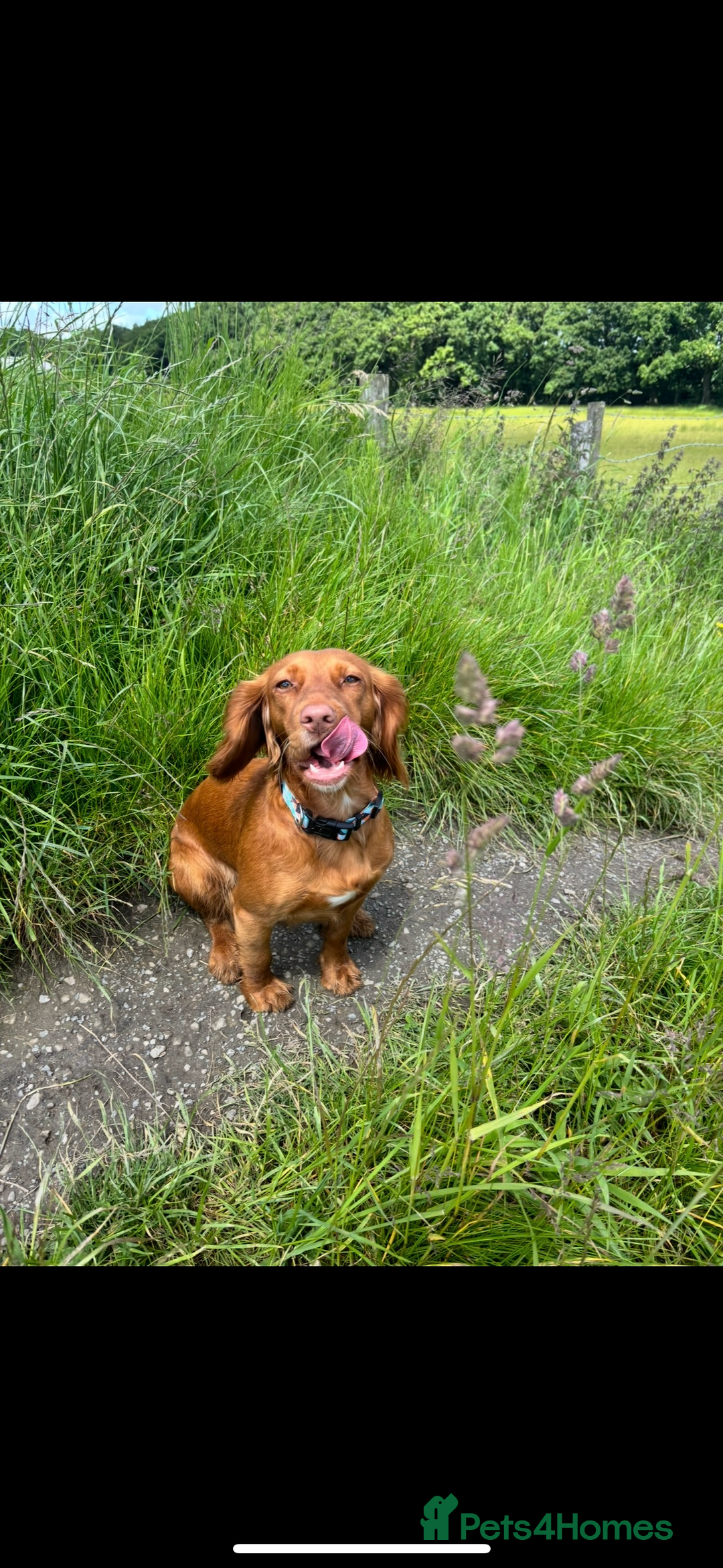Cocker Spaniel dogs for sale: Working cocker spaniel pups due on 19th November - Image 1