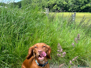 Cocker Spaniel dogs - Advert 35