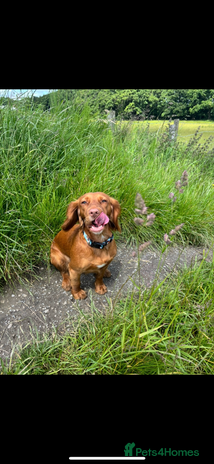 Cocker Spaniel dogs - Advert 2
