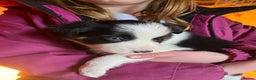 Border Collie dogs for sale: Border collie pups - Advert 3