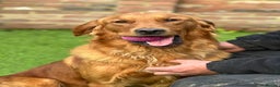 Golden Retriever dogs for sale: Dark Golden KC registered Golden retrievers - Advert 8