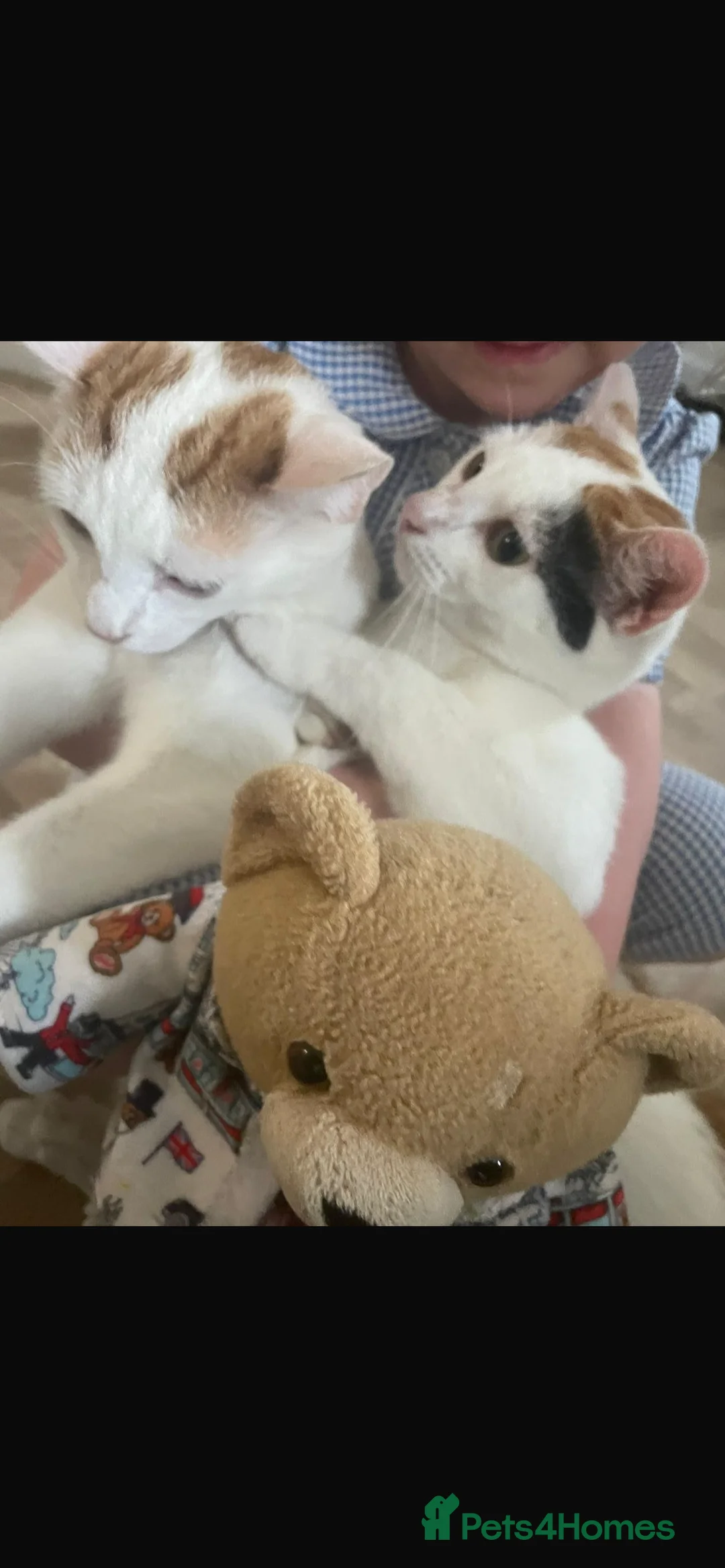 Mixed Breed cats for sale: Two cats for sale - Advert 1