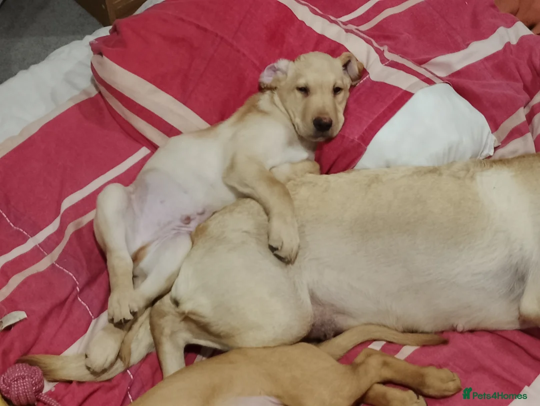 Labrador Retriever dogs for sale: Labrador puppies for sale  - Advert 7