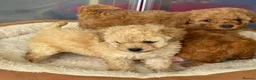 Toy Poodle dogs for sale: The cutest Toy poodle puppies - Advert 6