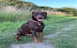 Dobermann dogs for stud: PROVEN SIRE, SON OF COME AS YOU ARE I-REX(Imp Scg) in Leeds - Image 8