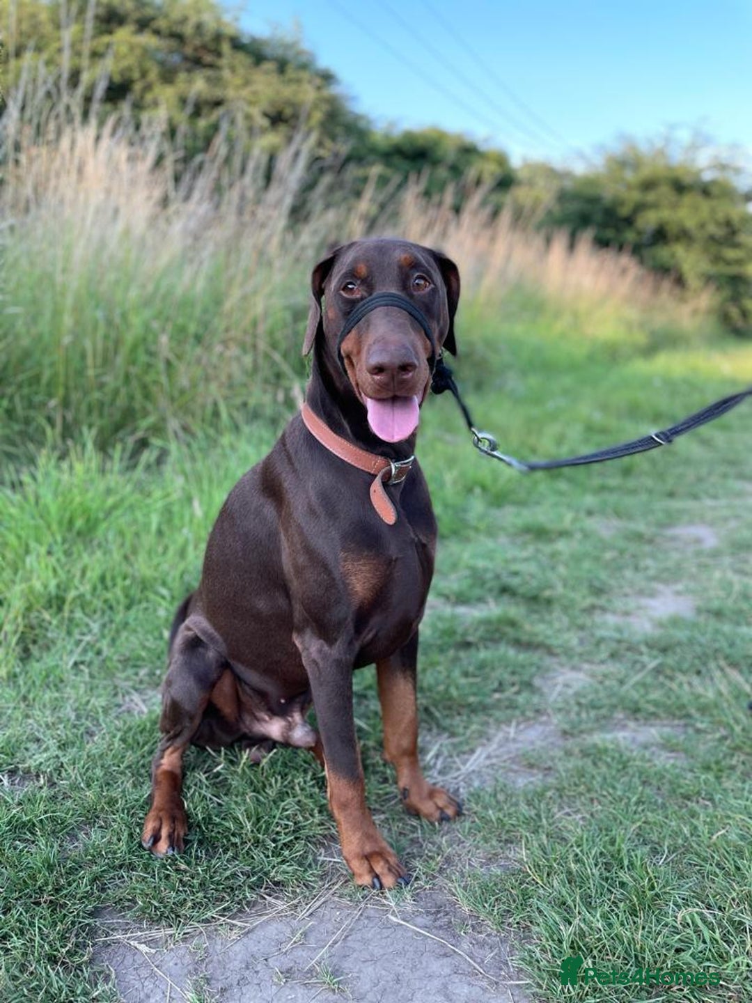 Dobermann dogs for stud: PROVEN SIRE, SON OF COME AS YOU ARE I-REX(Imp Scg) in Leeds - Image 8