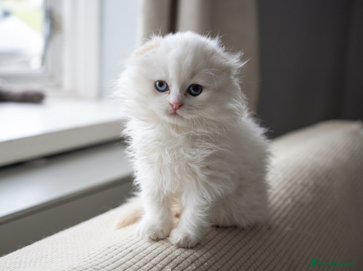 British Shorthair cats Last-Adorable Kitten Ready For Reservation  - Advert 9