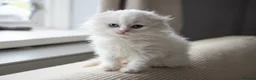 British Shorthair cats for sale: Last-Adorable Kitten Ready For Loving Home ❤️ - Advert 7