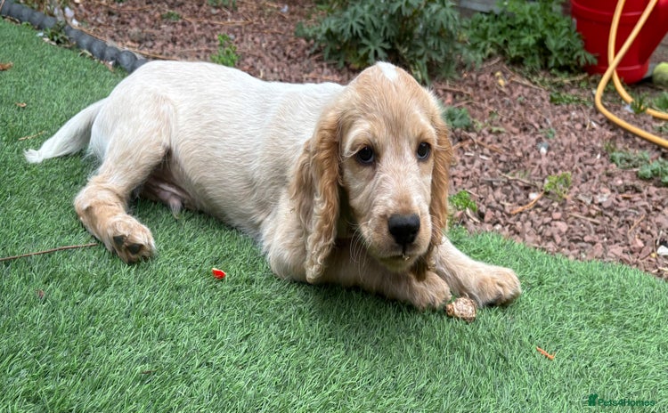 Cocker Spaniel dogs - Advert 10