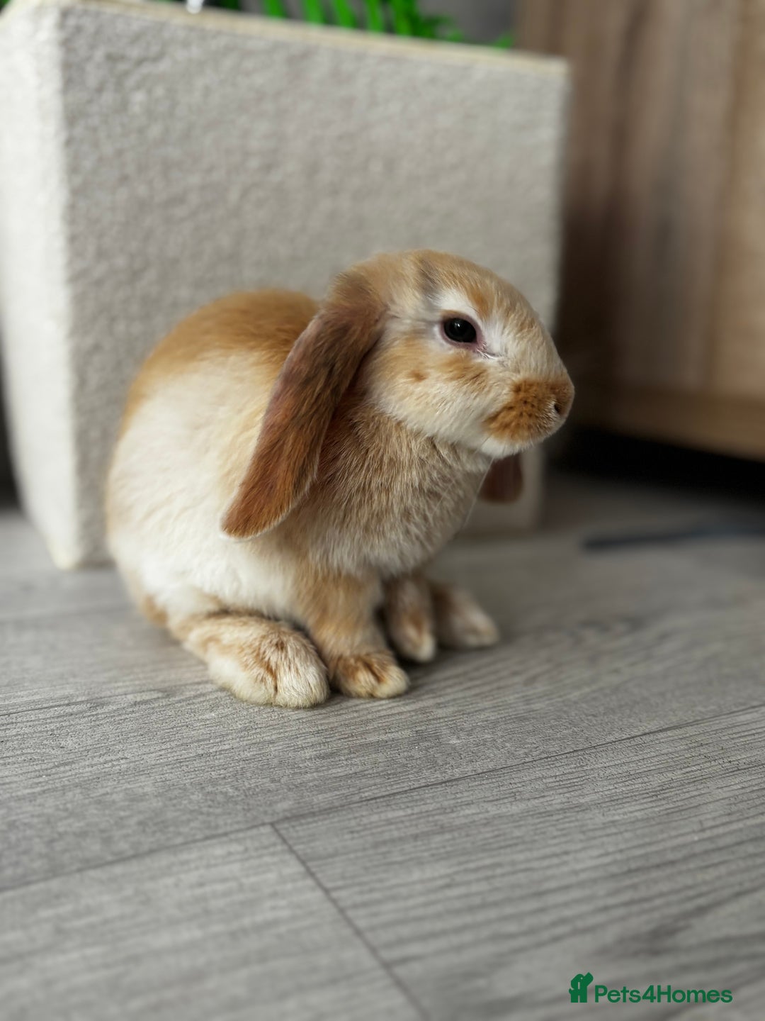 Mini Lop rabbits for sale: Two male rabbits  - Advert 2